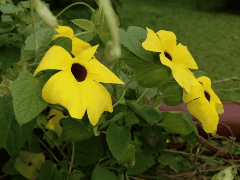 Esencias Florales de Bach